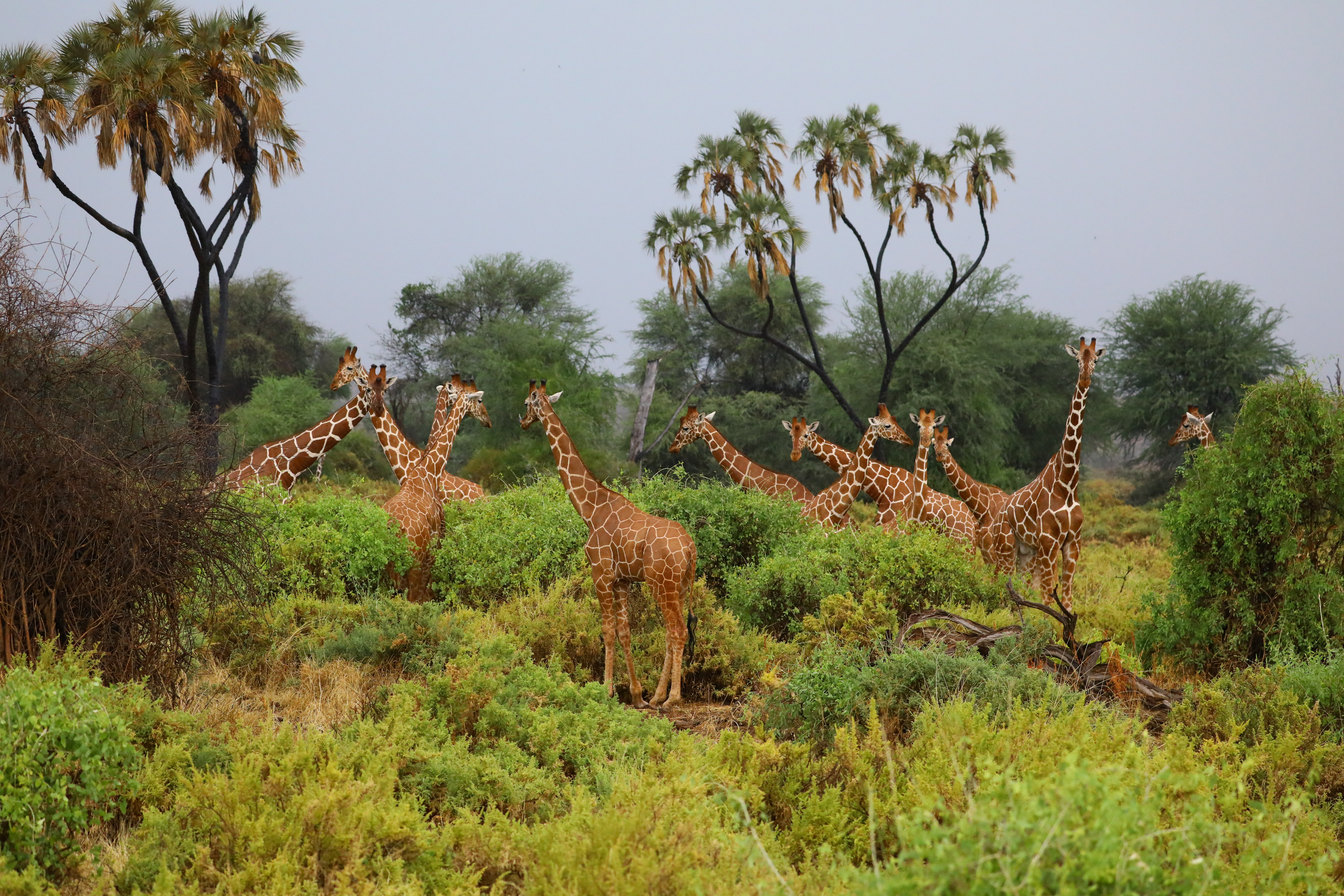 Tourism Incentives